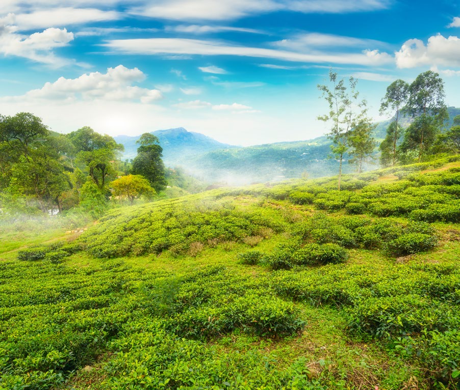 MARAVILLAS DE SRI LANKA EN LUJO