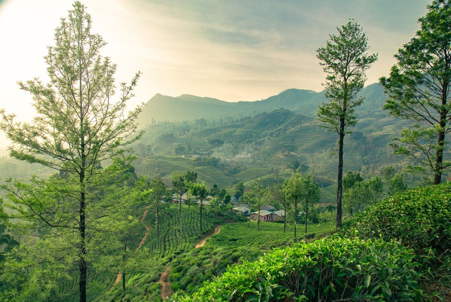 SRI LANKA, LA ISLA MÁGICA